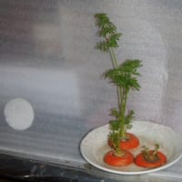 ウオーキングやってます