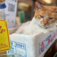 さようなら、八百屋の猫店長めいちゃん