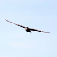 06/18探鳥記録写真：サギヤマの模様②（ゴイサギ、ホシゴイ、アマサギ、チュウダイサギ、）