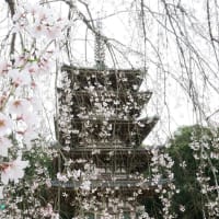 【京都幕間旅情】醍醐寺観桜,現代花見発祥は天下統一の先に日本を一つとした勲功の最後の栄華を飾った祭事