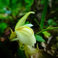 ミョウガの花が咲きました！（板橋区立赤塚植物園 2025.7.13 撮影）