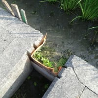 中干し≒中休み開始