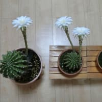 2025年5回目の「サボテンの開花」は「親・孫２・孫3サボテン」です