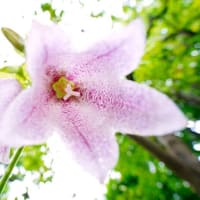 ヤマホタルブクロ、ナツメとトンボ（板橋区立赤塚植物園 2025.6.15撮影）
