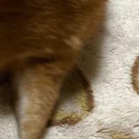 豆