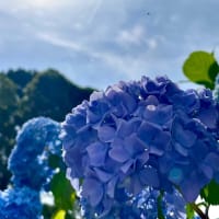 選ぶまでしか出来ない