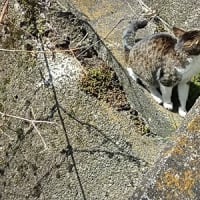 逃げ逃げな猫⑥ 邪魔してゴメンの鼻カバー猫