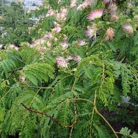 夏椿の花