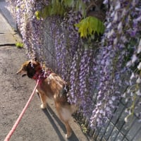 お散歩、ふじの花満開