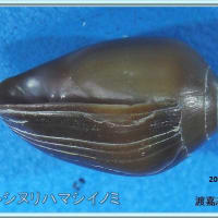 ウルシヌリハマシイノミ