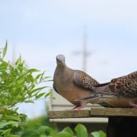 キジバトのクーちゃんに家族が