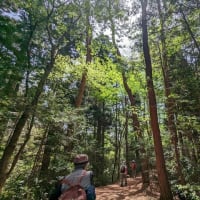 新緑の台原森林公園ウォーキング