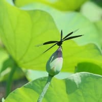 舎人公園、夏の花
