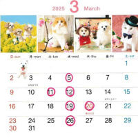 3月11日（火）は診療・トリミングをお休みいたします。