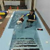 専用プールで、泳ぐ 犬さん