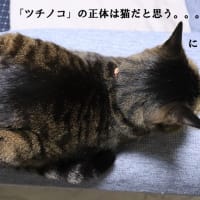 Ameba更新しました
