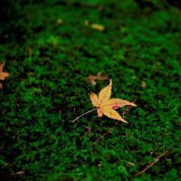 佛通寺の紅葉