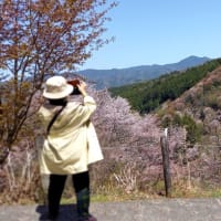 日本三大桜の名所へ♪♪