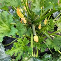 草取りとズッキーニ祭り