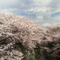 桜の季節ど真ん中
