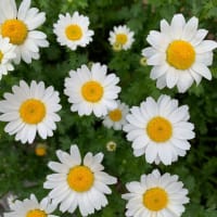 夫とお花見♪桜もいいけど……　＊キラリの老後生活＊