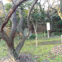 江南所無は仁徳天皇時代から存在した　水戸の浪速の梅と烈公梅の関係など