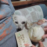 トイプードル🐩の雲☁見つけました😉