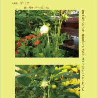 大輪咲 ダリア