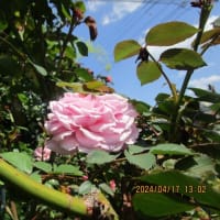 リハビリは順調に出来ました。庭では初めてのバラが咲いた