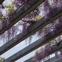 大泉緑地へ・・・カキツバタ園～藤の花