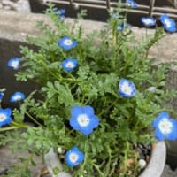 初夏の花も咲き出しました・。