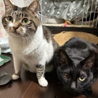 ブログ引越し完了　goo blogさまありがとうございました
