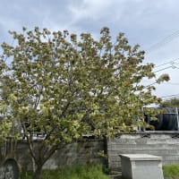 ギョイコウ（緑の桜）