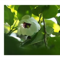 オオヤマレンゲ　光を通す花びら