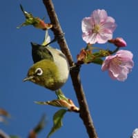 葉桜＆カメラ目線をしてくれた(？)、メジロの姿、ドキドキ眺め　(　岐阜県美濃地方　)
