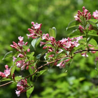 林道で  タニウツギの花