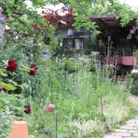 Chiekuma-san's garden