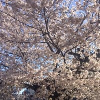 桜と先日受診の追記