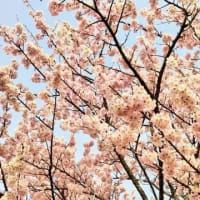 ３月　小田原フラワーガーデン（四季を通して花が楽しめる植物園へ