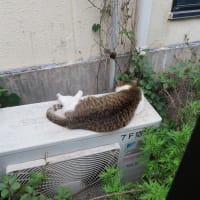食う寝る以外に　　Le chat ne lève pas.