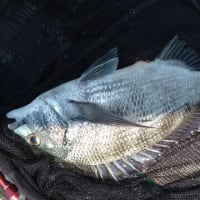 和歌山チヌ釣り遠征は～