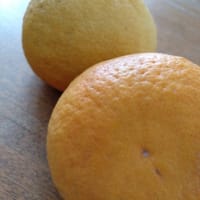 夏みかん