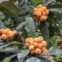 佐伯山緑地の紫陽花