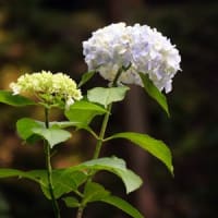 21世紀の森の紫陽花②