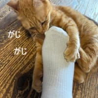 なつの　にゃんかふぇ。