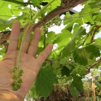 ぶどうの花切り（花穂整形）