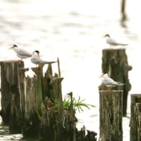 沼の鳥