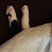 ノン子とノン太郎の関係😿