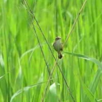 緑の葦に、コヨシキリ。