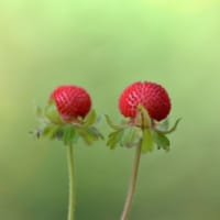 庭の花々